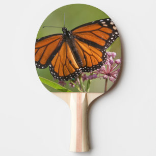 Pala De Ping Pong Mariposa monarca macho en Asclepias incarnata