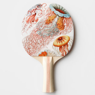 Pala De Ping Pong Medusas, Discomedusae por Ernst Haeckel