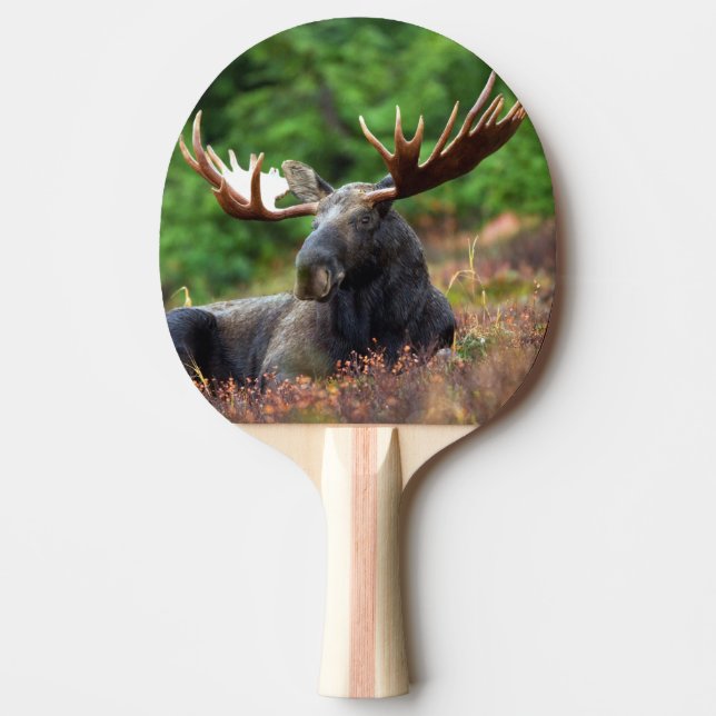 Pala De Ping Pong Moose (Anverso)