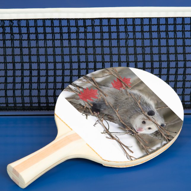 Pala De Ping Pong Naturaleza de Ping Pong Paddle Opossum (in situ)