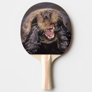 Pala De Ping Pong Nutrias marinas, Enhydra lutris 6