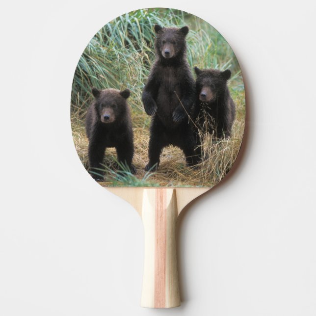 Pala De Ping Pong oso marrón, arctos del Ursus, oso grizzly, Ursus 7 (Anverso)