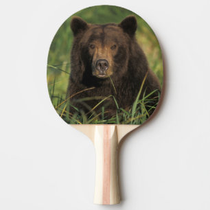Pala De Ping Pong oso pardo, Ursus arctos, oso grizzly, Ursus 9