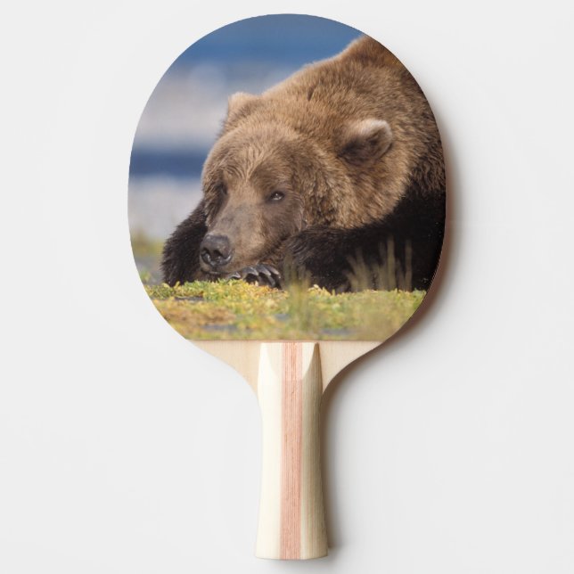 Pala De Ping Pong oso pardo, Ursus arctos, oso pardo, Ursus 8 (Anverso)