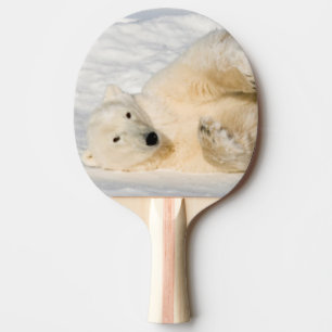 Pala De Ping Pong Oso polar cerca de la bahía de Hudson