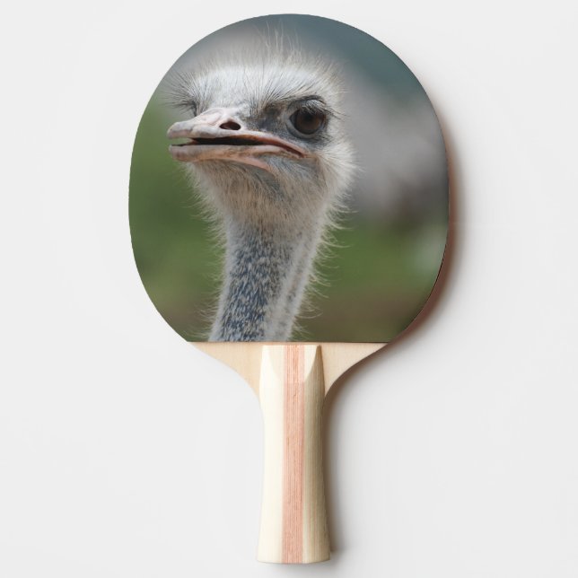 Pala De Ping Pong Pájaro de la avestruz (Anverso)