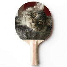 Paleta del ping-pong del gatito del Coon de Maine