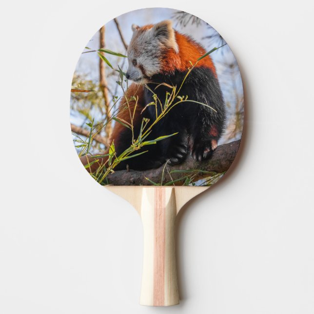 Pala De Ping Pong Panda rojo (Anverso)