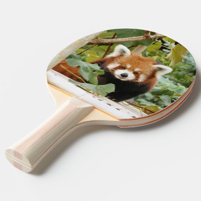 Pala De Ping Pong Panda rojo (Ángulo trasero)