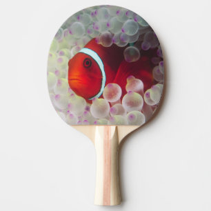 Pala De Ping Pong Papúa Nueva Guinea, Gran Barrera de Coral,
