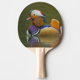 Pala De Ping Pong Pato mandarín salvaje Aix galericulata) sobre oscu