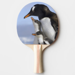 Pala De Ping Pong Península Antártica, Puerto Neko, Gentoo
