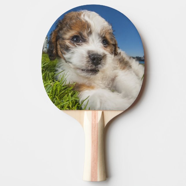 Pala De Ping Pong Perro de perrito lindo (Shitzu) (Anverso)