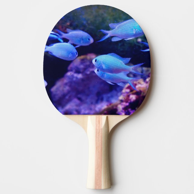Pala De Ping Pong Pescado azul tropical (Anverso)