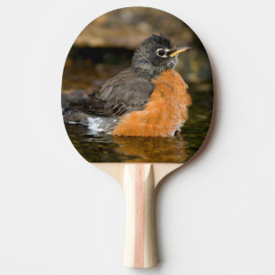 Pala De Ping Pong Petirrojo americano bañándose 2