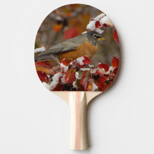 Pala De Ping Pong Petirrojo americano macho en Espino negro