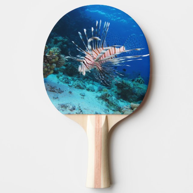 Pala De Ping Pong Pez León o Pterois Miles, Pez de Arrecife Oceánico (Anverso)