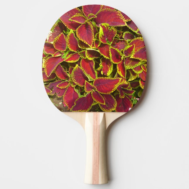 Pala De Ping Pong Ping Pong Paddle (Anverso)