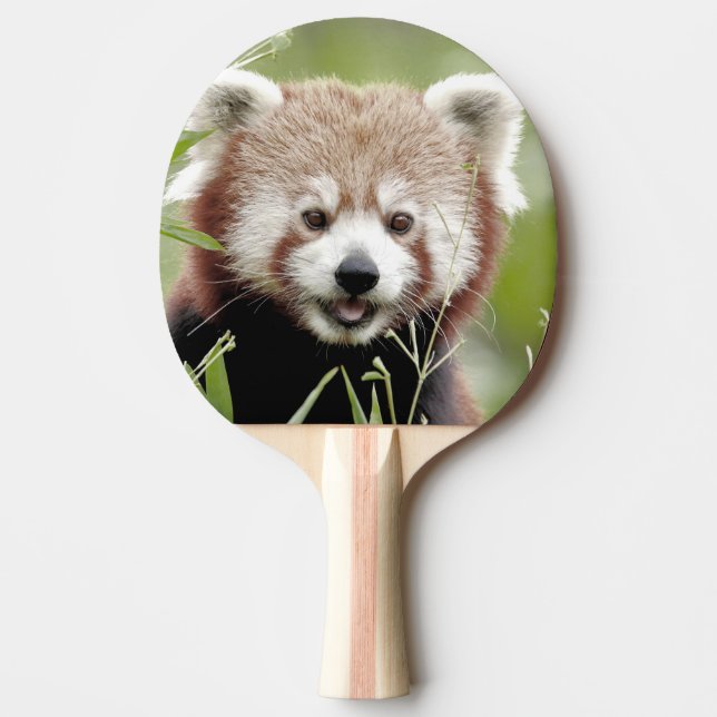 Pala De Ping Pong ping pong paddle Foto panda roja , animales. (Anverso)