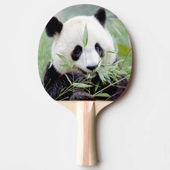 Pala De Ping Pong ping pong paddle Photo gigante panda , animales. (Anverso)