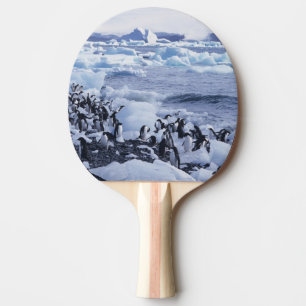 Pala De Ping Pong Pingüinos de Adelia Pygoscelis adeliae
