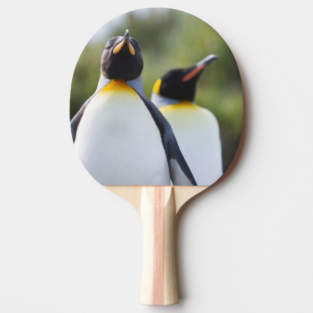 Pala De Ping Pong Pingüinos de rey (Anverso)