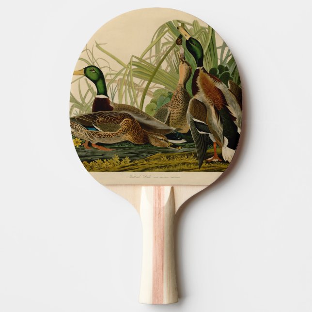 Pala De Ping Pong Pintura de pájaro de Mallard Duck Audubon (Anverso)