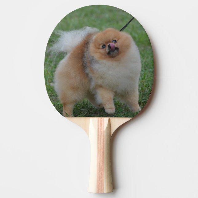 Pala De Ping Pong Pomeranian lindo (Anverso)