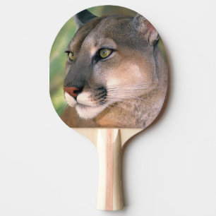 Pala De Ping Pong Puma, California