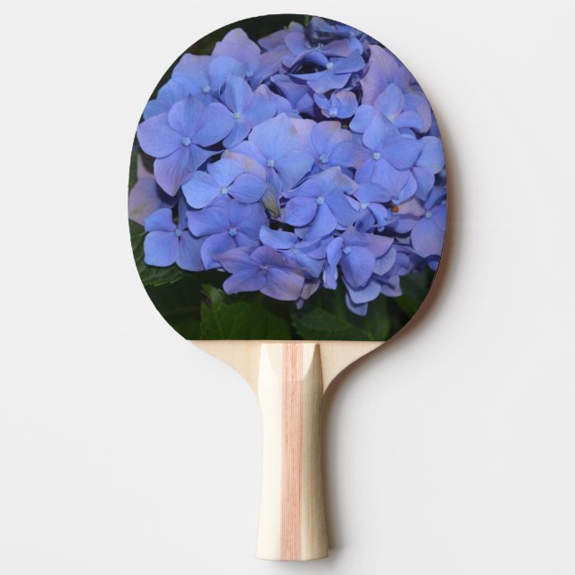 Pala De Ping Pong Púrpura Rústica Hidrangea macrophylla (Anverso)