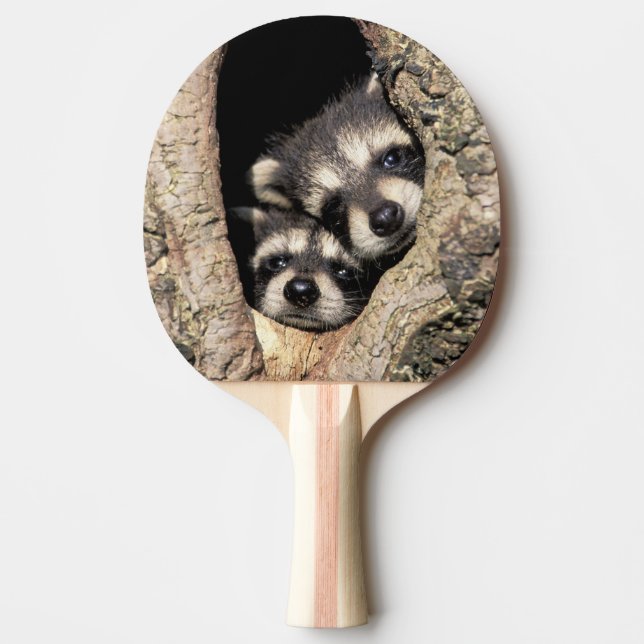 Pala De Ping Pong Raccoons para bebés en cavidad de árbol Procyon (Anverso)