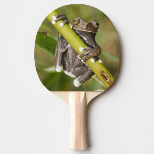 Pala De Ping Pong Rana arborícola cautiva de Tapichalaca Hyloscirtus