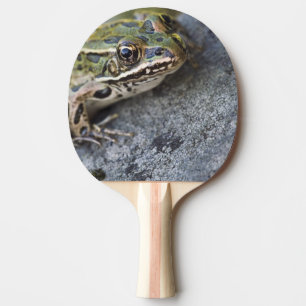 Pala De Ping Pong Rana leopardo norteña, Isla transparente,