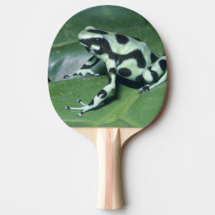 Pala De Ping Pong Rana venenosa, (Dendrobates auratus) Cahuita