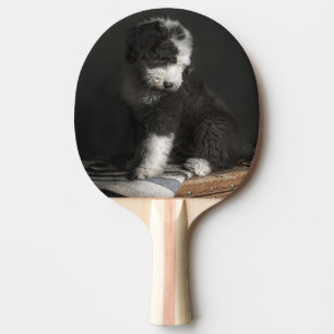 Pala De Ping Pong Retrato Bobtail del perrito en estudio