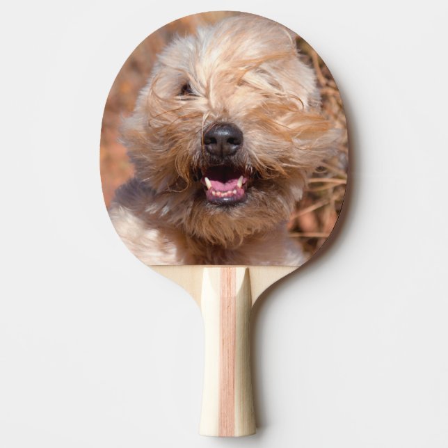 Pala De Ping Pong retrato de Soft Coated Wheaten Terrier (Anverso)