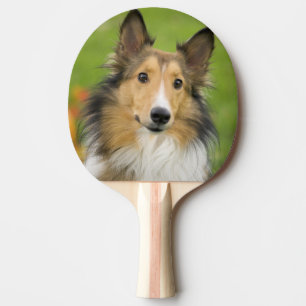 Pala De Ping Pong Rough Collie, perro