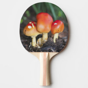 Pala De Ping Pong seta de la familia Amanita