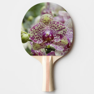 Pala De Ping Pong Singapur (sánscrito para Ciudad León). Nacional