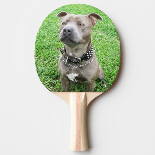 Pala De Ping Pong Staffordshire Bull Terrier Sitting, (Anverso)