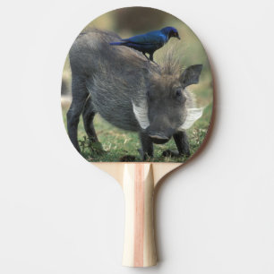 Pala De Ping Pong Sudáfrica, Pilanesburg GR, jabalí
