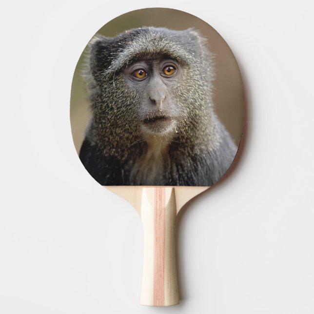 Pala De Ping Pong Sykes o mono azul, Cercopithecus mitis, (Anverso)