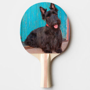 Pala De Ping Pong Terrier escocés sentado junto a una puerta colorid