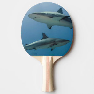 Pala De Ping Pong Tiburón de arrecife del Caribe