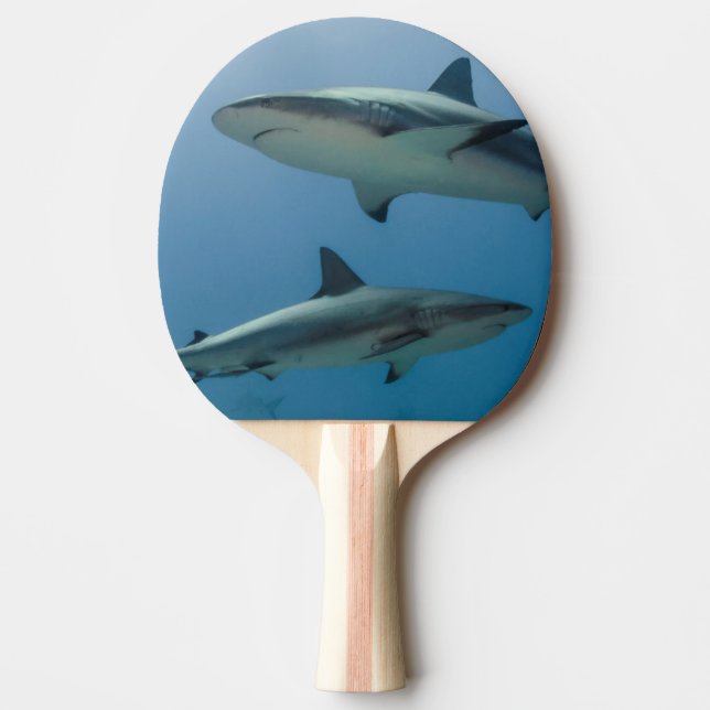 Pala De Ping Pong Tiburón de arrecife del Caribe (Anverso)