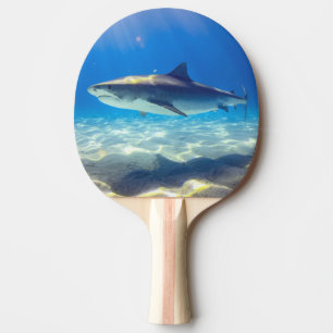 Pala De Ping Pong Tiburón nadando Agua del Océano Azul