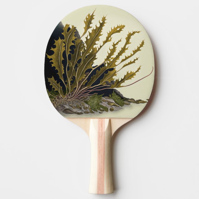 Pala De Ping Pong Tidal Fronds (Anverso)