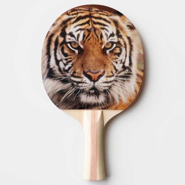 Pala De Ping Pong Tigre de Sumatra (Anverso)