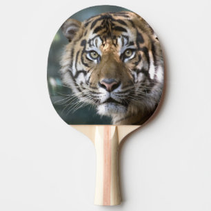 Pala De Ping Pong Tigre de Sumatra macho (Panthera tigris sumatrae)