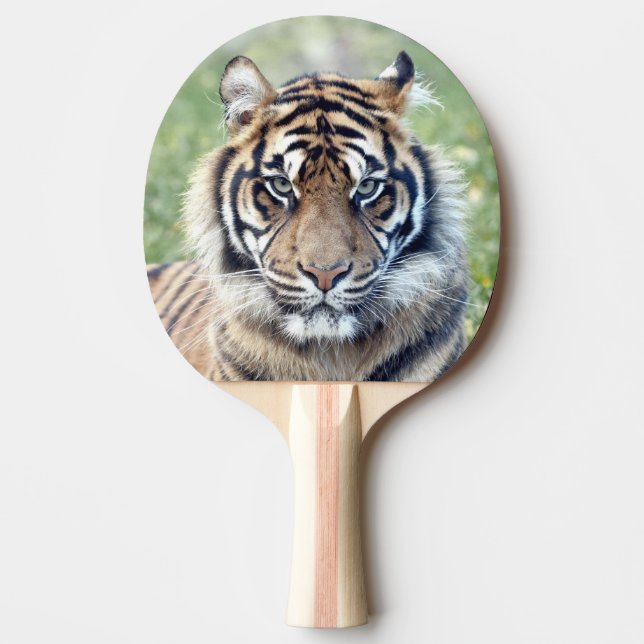 Pala De Ping Pong Tigre fotográfico, animales 0291. (Anverso)